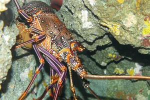 Panulirus brunneiflagellum