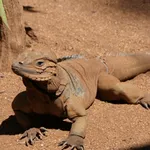 Hispaniolan Rhinoceros Iguana