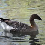 Pink-footed Goose