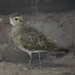 Eurasian Golden Plover