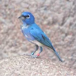 Rose-bellied Bunting