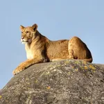 Atlas lion