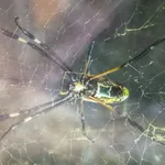 Banded Golden Orb Weaver