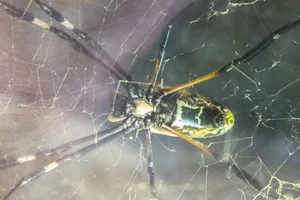 Banded Golden Orb Weaver
