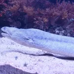 Bar-cheeked Eel