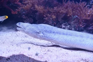 Bar-cheeked Eel