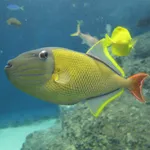 Redtail Triggerfish