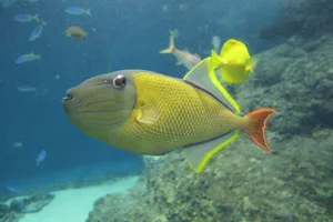 Redtail Triggerfish