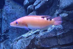 Koekoeklipvis