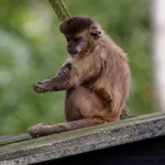 Black-capped Capuchin