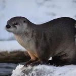 North American River Otter