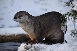 Canadese Otter