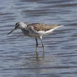 Common Greenshank
