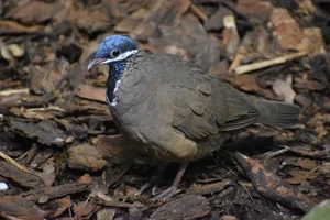 Blauwkopkwartelduif