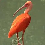 Scarlet Ibis