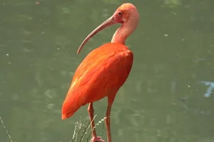 Rode ibis