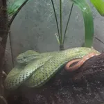 Hagen's Green Pit Viper