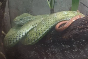 Hagen's Green Pit Viper