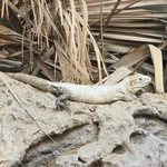Guerreran Spiny-tailed Iguana