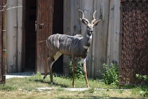 Kleine koedoe