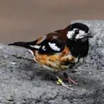 Chestnut-backed Thrush