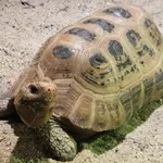 Elongated Tortoise