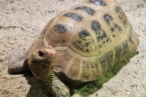 Geelkoplandschildpad