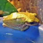 Squirrel Treefrog