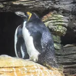 Macaroni Penguin