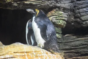 Macaroni pinguin