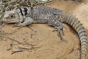 Madagaskar-halsbandleguaan