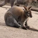 Red-necked Wallaby