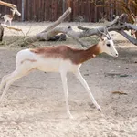 Dama Gazelle
