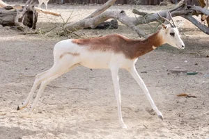 Dama Gazelle