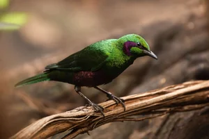 Emeraldspreeuw