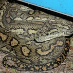 Carpet Python