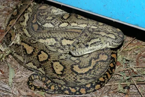 Ruitpython