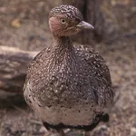 Buff-crested Bustard
