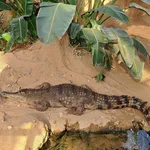Slender-snouted Crocodile