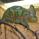 Veiled Chameleon