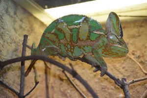 Jemenkameleon