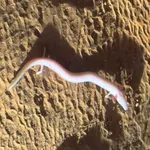 Olm