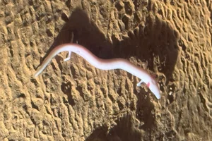 Olm