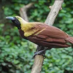Lesser Bird-of-paradise
