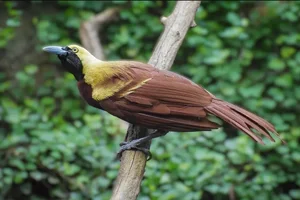 Kleine Paradijsvogel