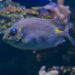 Golden Rabbitfish