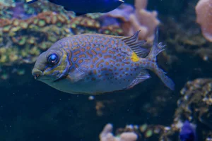 Golden Rabbitfish