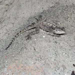 Black-lined Plated Lizard