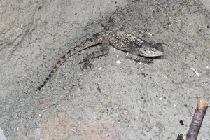Black-lined Plated Lizard