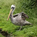 Peruvian Pelican